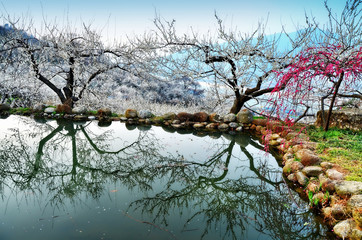Plum trees and pond in Gwangyang, South Korea, during Maehwa flower festival, 03-26-2016