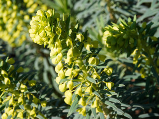 Gros plan sur bractées d'euphorbe des garrigues (Euphorbia Characias) ou euphorbe des vallons à floraison jaune verdâtre et feuillage décoratif vert chartreux 