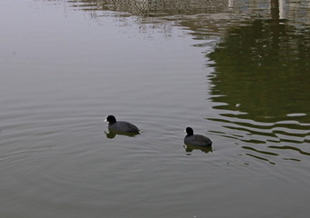 two ducks in a pond