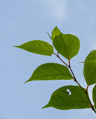 he fast-growing, invasive, plant Japanese knotweed or 
