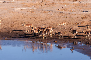 A group of Impalas -Aepyceros melampus- drinking from a waterhole in Etosha National Park, Namibia.