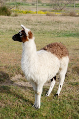 Obraz premium Llama de cuerpo entero mirando hacia la derecha