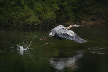 Great blue heron lifts off with a hop and a skip