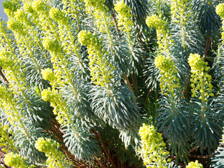 Euphorbia Characias | Euphorbe des garrigues ou grande euphorbe à inflorescence jaune au sommet de...