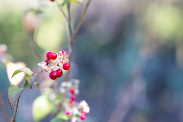 Close-up of red fruits with blurred background in bokeh