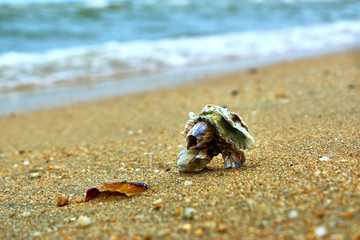 Shell at the wave
