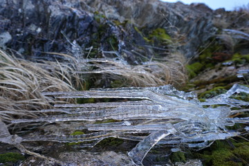 Blades of grass trapped and covered in ice
