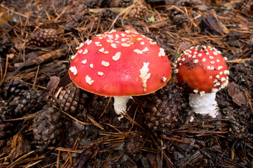 Amanita Muscaria, poisonous mushroom and natural hallucinogen from the forest, Red capped Magic Mushroom
