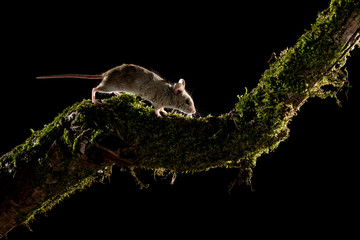 Apodemus sylvaticus, field mouse climbing a branch in search of food