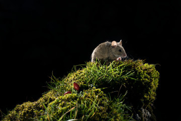 Apodemus sylvaticus, field mouse climbing a rock with green moss, Autumn.jpg
