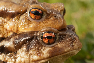 European toad (Bufo bufo), couple in heat, male and female in their natural environment, spring