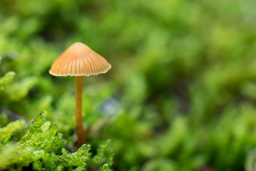 Mushrooms growing in the forest between moss and lichens, Autumn