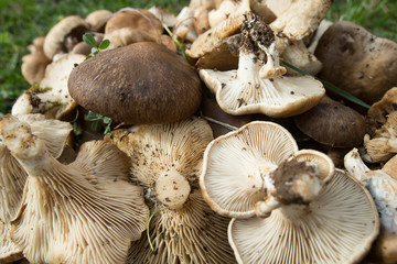 Pleurotus eryngii. Mushroom Thistle. Cardoncello mushroom freshly picked in the field