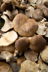 Pleurotus eryngii. Mushroom Thistle. Cardoncello mushroom freshly picked in the field