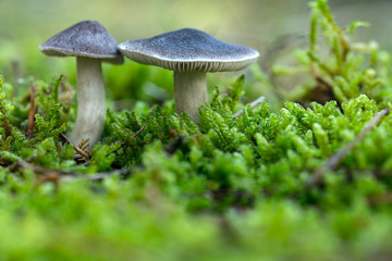 The mushroom Tricholoma terreum, edible mushroom in the forest, Autumn grow in the autumn forest