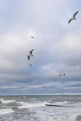 Fototapeta na wymiar many gulls fly over the stormy sea