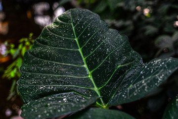 Macro hoja grande de planta con gotas de agua detallada verde oscuro intenso