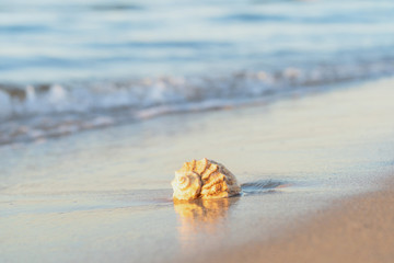 Fototapeta na wymiar beautiful shell lies on the beach, next to the azure water of the sea