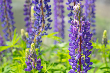 Blooming lupine flowers. A field of lupines. Sunlight shines on plants. Violet spring and summer flowers.