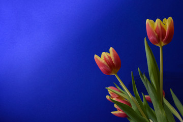 Tulpen rechts Bildrand, blauer Hintergrund rot gelb Blüte