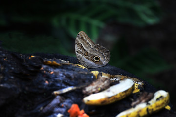 Owl Butterfly