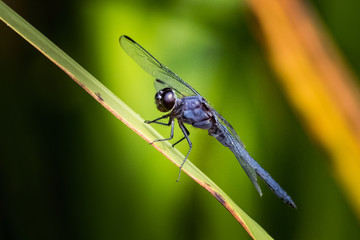 Slaty Skimmer  dragonfly stares at the photographer