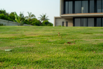 Closeup grass field in foreground with defocused modern architecture style of house in background
