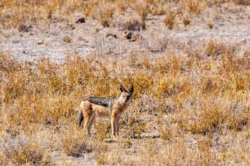 A side-striped Jackal -Canis Adustus- hunting for prey in Etosha National Park, Namibia.
