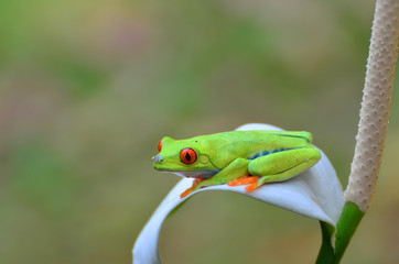 Red eyed tree frog