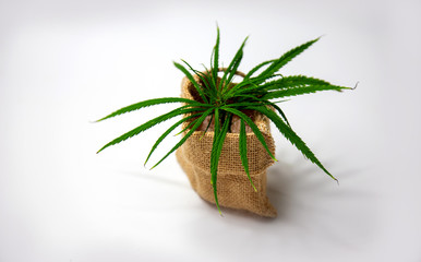 green marijuana in rattan bag package on white i