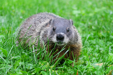 Naklejka na ściany i meble Wild marmot in its natural environment