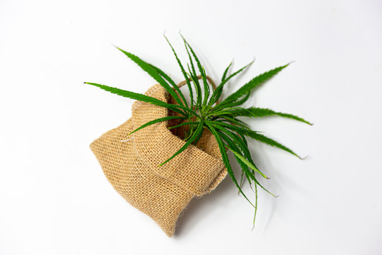 green marijuana in rattan bag package on white © Yanukit