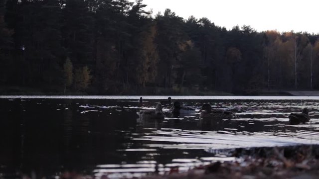  Duck floating on the lake in autumn time, Belarus. Fall season with leaves