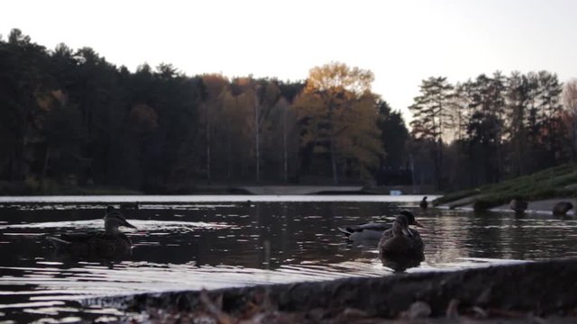  Duck floating on the lake in autumn time, Belarus. Fall season with leaves