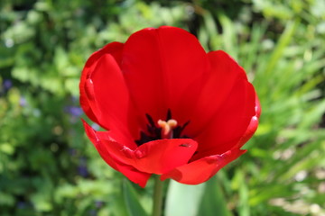 Obraz premium red poppy flower in garden