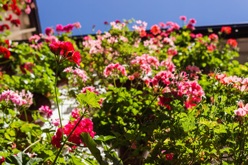 Fiesta de los patios, Cordoba, Spain. Houses decorated with flowers.