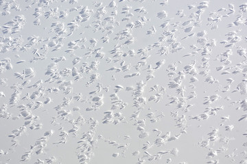 Snow crystals on a white wall lit by snow. Crystals cast a shadow