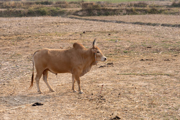 Brown cow in a pasture.