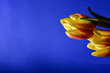 Tulpe von rechts aussen, Blüte gelb rot, seitlich, blauer Hintergrund, viel freier Platz, Deko,...