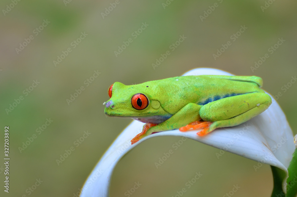 Wall mural red eyed tree frog