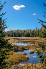 Obraz premium Beautiful view of a marsh surrounded by forest in the Mont-Tremblant national park during autumn, Quebec