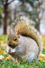 Close-up of a very cute squirrel eating a peanut in Lafontaine park in Montreal