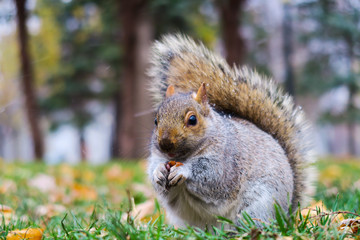 Close-up of a very cute squirrel eating a peanut in Lafontaine park in Montreal