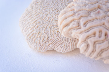 Fototapeta na wymiar Petrified corals of unusual shape on a white background
