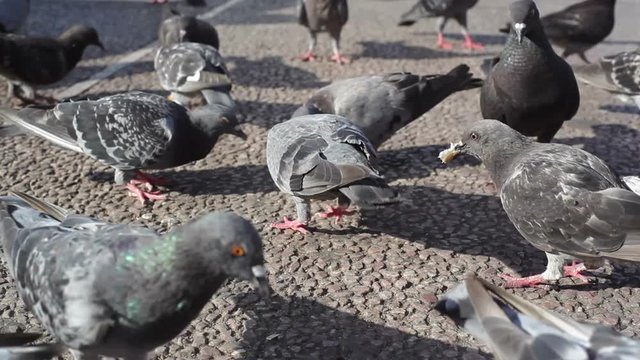 Pigeons look for food, close up, shallow DOF