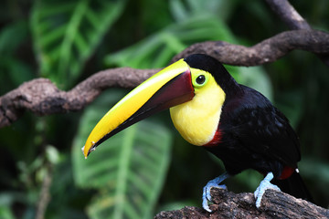 Chesnut-mandibled Toucan resting in a tree