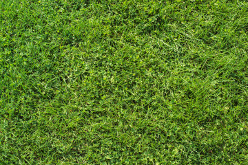 Texture background of fresh, natural green grass, copy space, top view, design concept material.