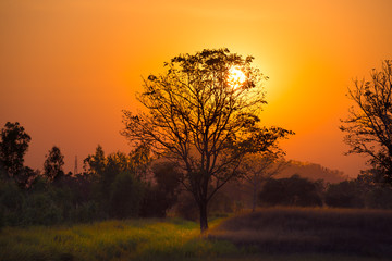 Fototapeta na wymiar Orange sunset through the tree branches silhouette in the grass field.