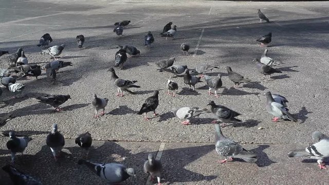 Many pigeons look for bread crumbs