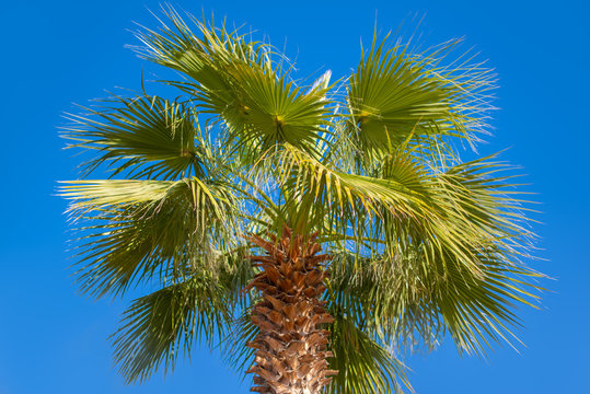 Single Palmtree on a Blue Sky. Green palm tree branches and cloudless clear blue sky shouting from below. Photographed in a sunny Larnaka, city on the southern coast of Cyprus. Perfect view!